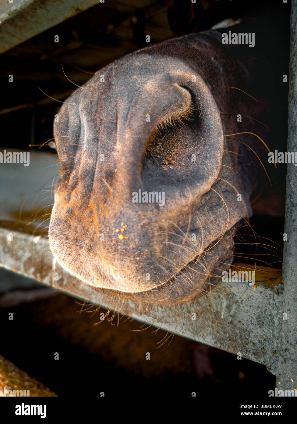 A detailed close-up of a horse's nostrils as it rests its nose on the top rail of its enclosure. Natural outdoor lighting highlights the textures of t - Smartphone Captured Stock Image