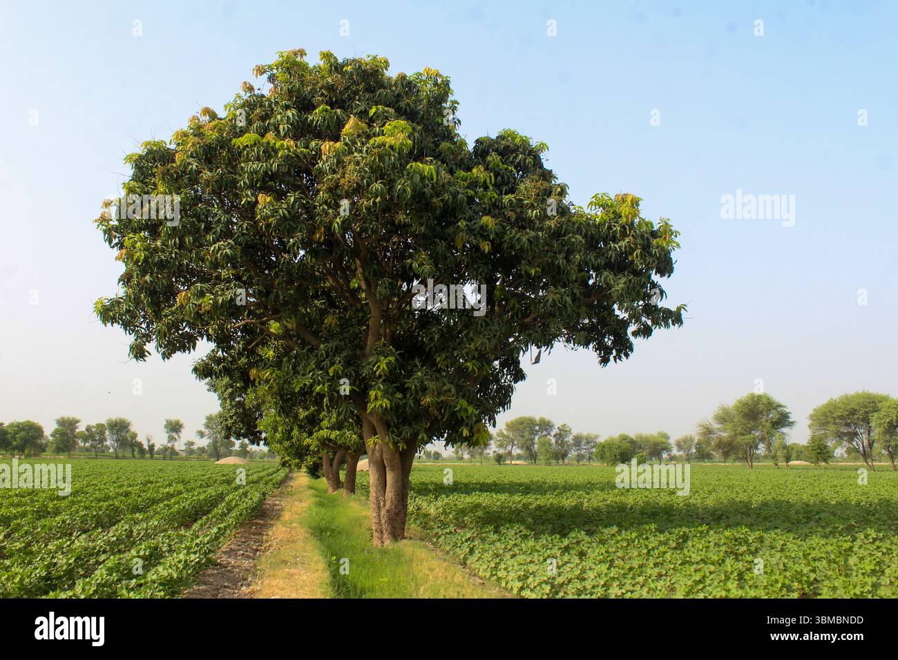 Mango orchard with rows of Mangifera indica trees in full growth ...
