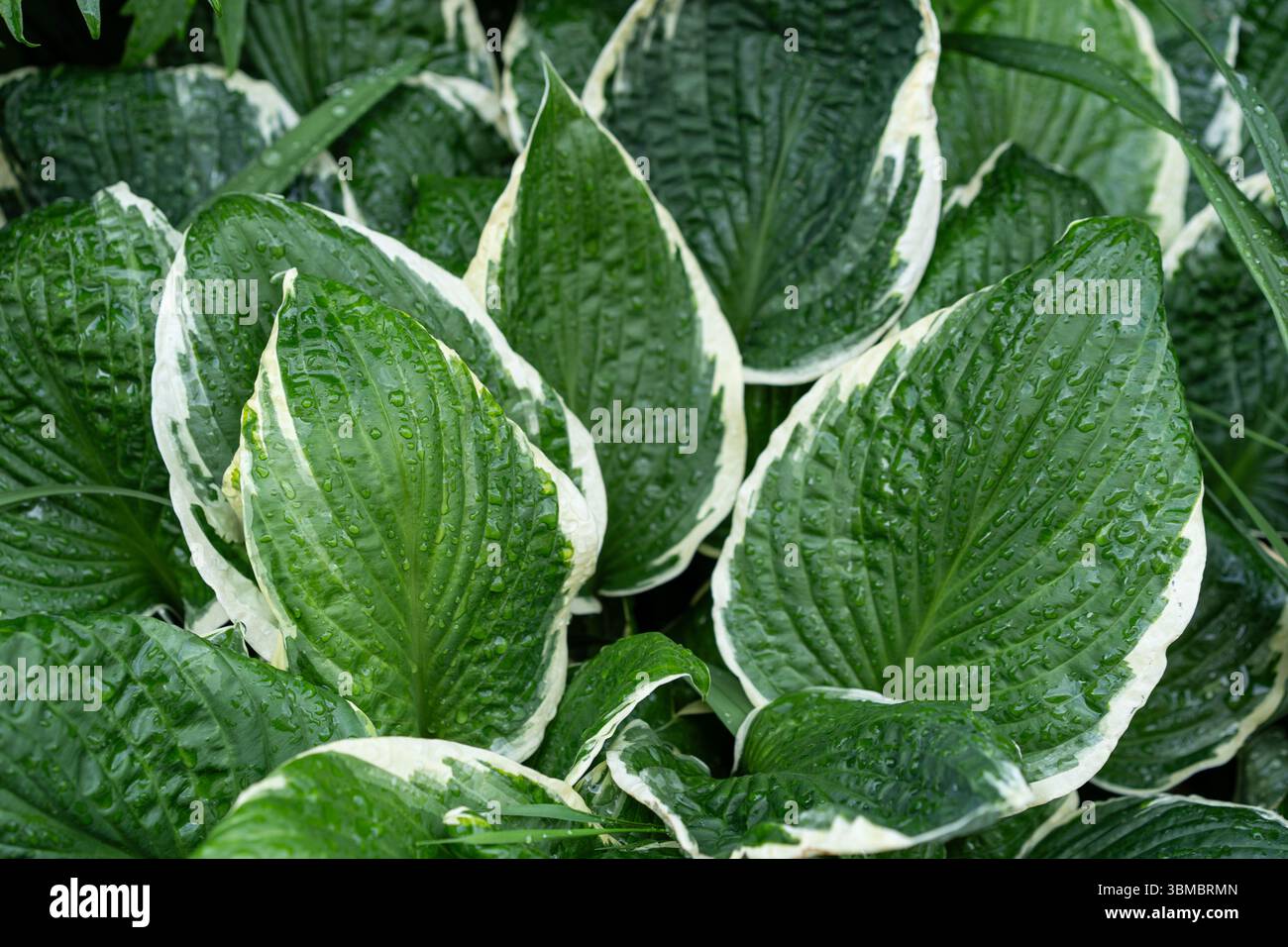 Variegated Hosta leaves with raindrops creating bold green and white garden texture Stock Photo