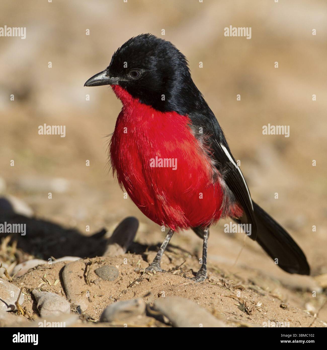 Red-bellied Shrike, Songbird, (Laniarius atrococcineu), Animals