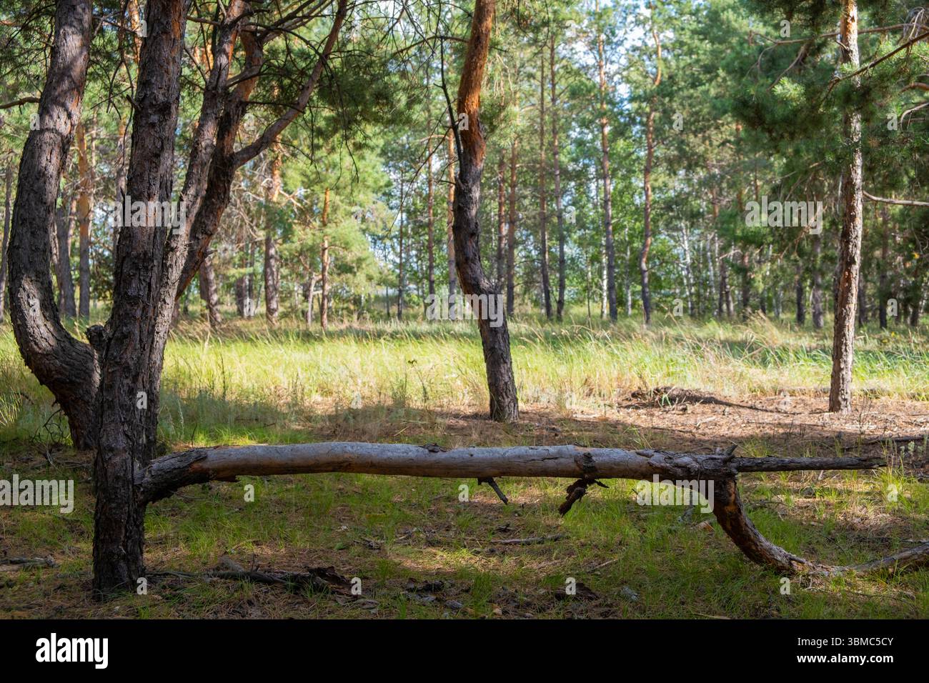 Old broken tree in pine forest, summer time Stock Photo