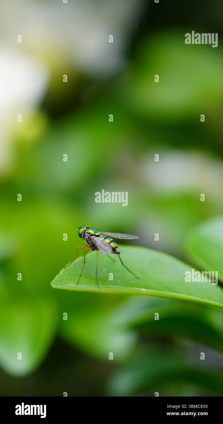 Long Legg Fly Stock Photo