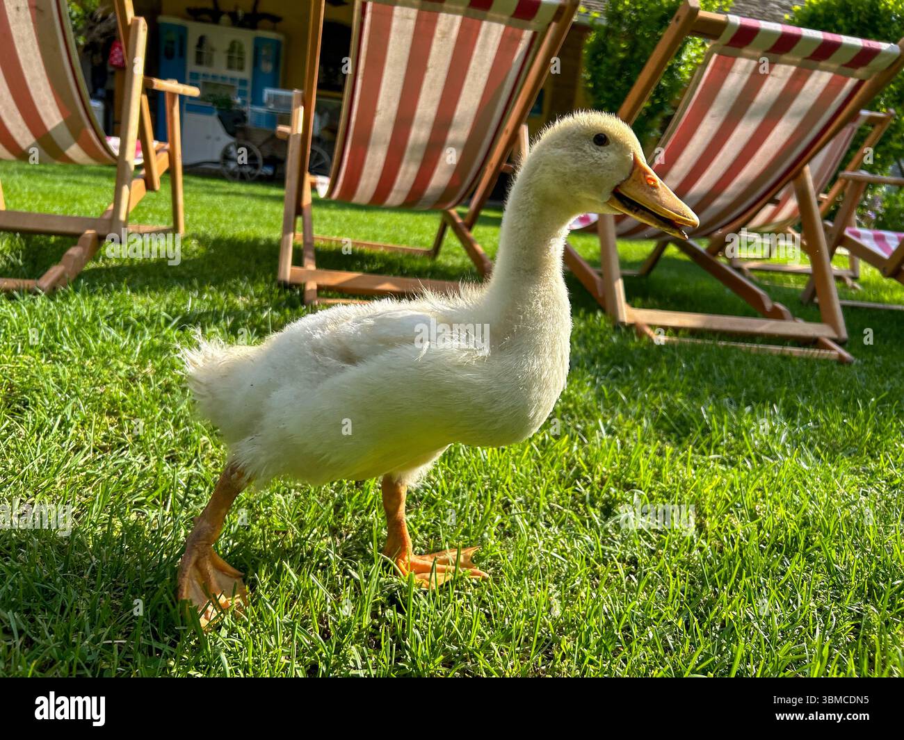 A white duckling standing on lush green grass in a peaceful rural backyard, with traditional village houses and summer chairs in the background. - Smartphone Captured Stock Image