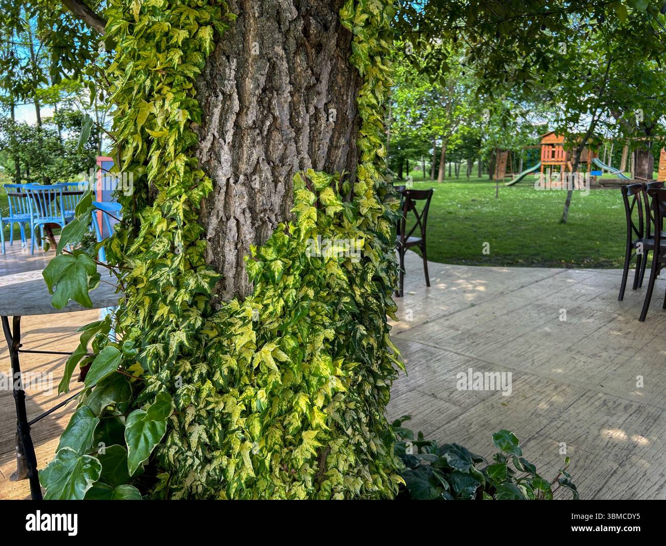 Close-up of a tree trunk wrapped in vibrant ivy, surrounded by outdoor seating and a green park with a playground in the background. Perfect peaceful - Smartphone Captured Stock Image
