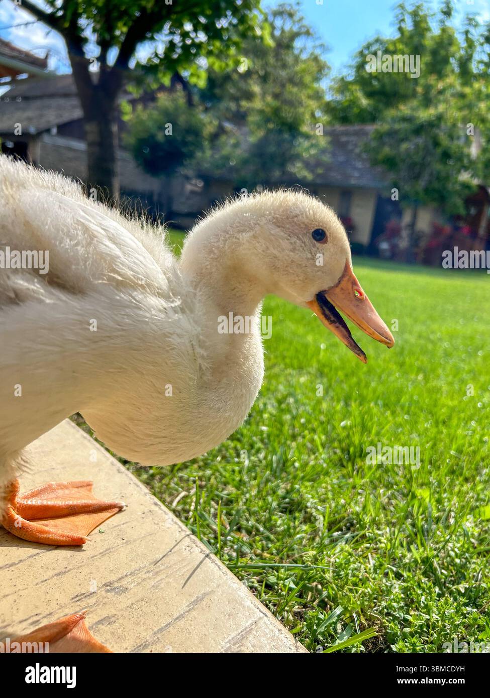 Close-up of a fluffy gosling standing on the grass in a sunny backyard, enjoying a warm spring day, symbolizing innocence and rural life. - Smartphone Captured Stock Image Close-up of a fluffy gosling standing on the grass in a sunny backyard, enjoying a warm spring day, symbolizing innocence and rural life. - Smartphone Captured Stock Image