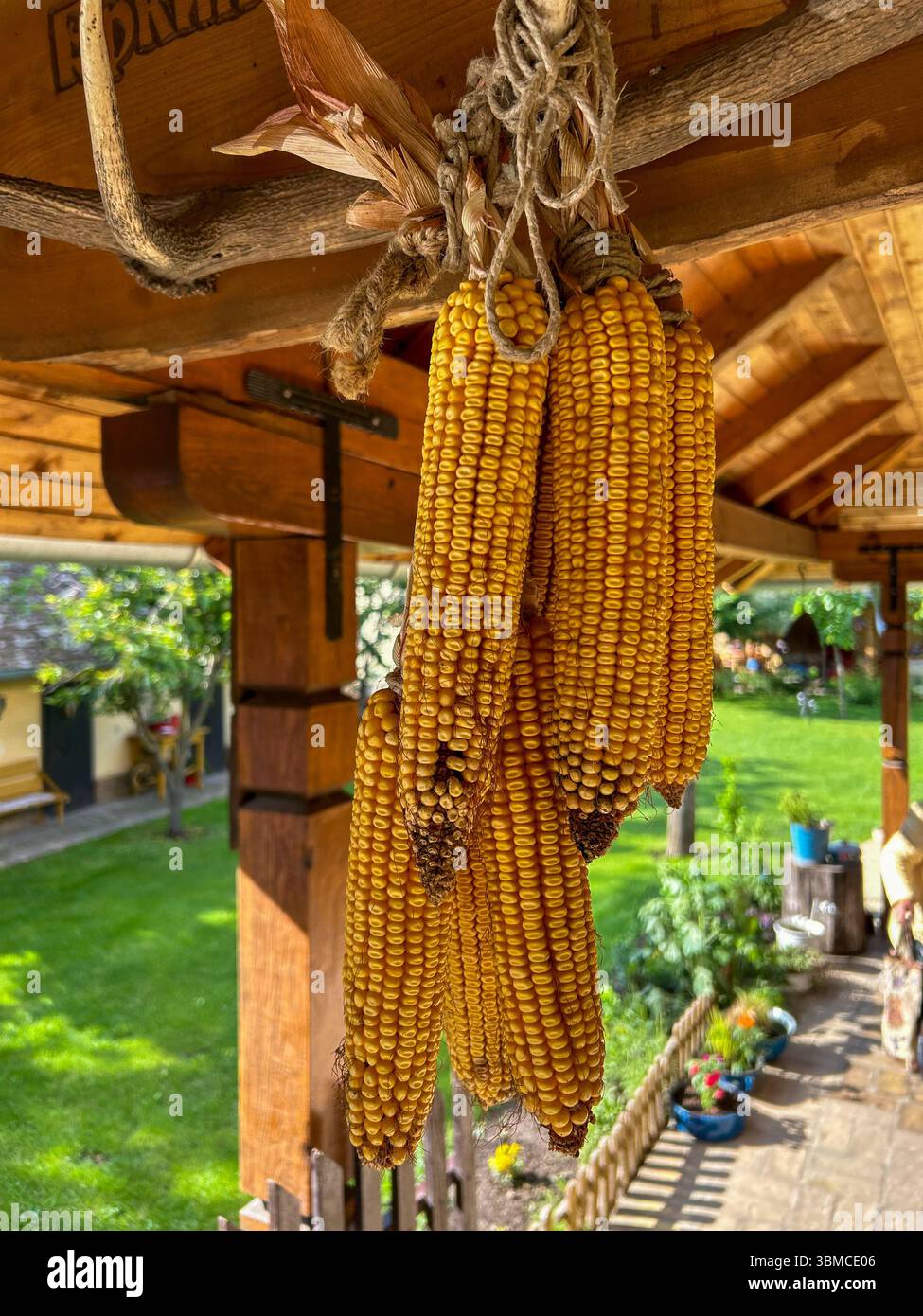 Close-up of dried corn cobs hanging on a rustic wooden porch, traditional countryside decoration with green garden in background. - Smartphone Captured Stock Image