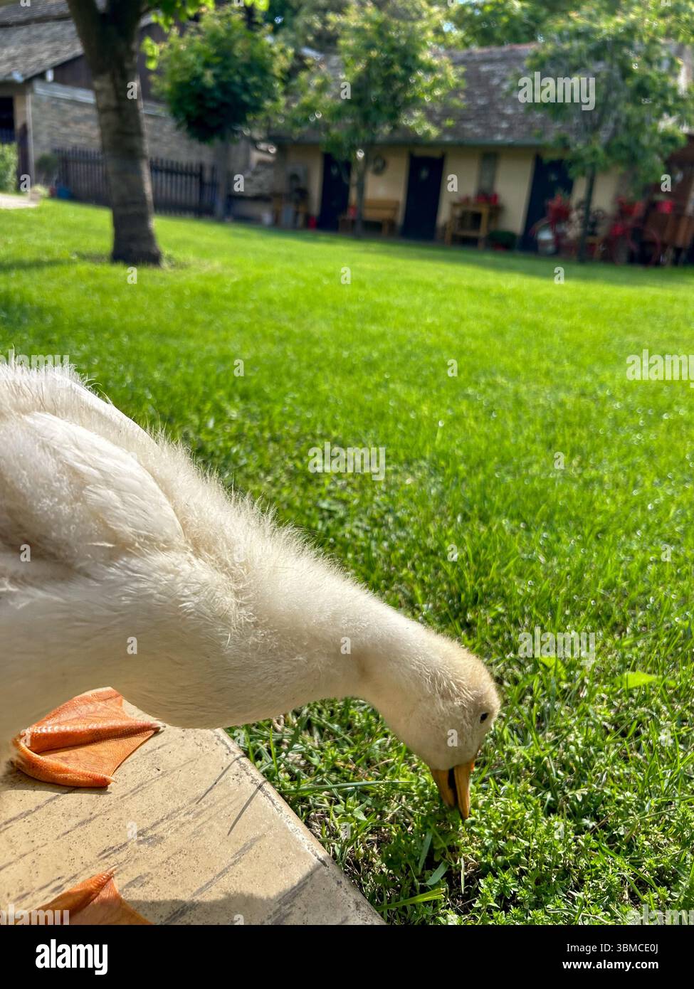 Young duckling pecking at grass in a sunny backyard. Rustic buildings and trees in the background create a peaceful countryside atmosphere. - Smartphone Captured Stock Image