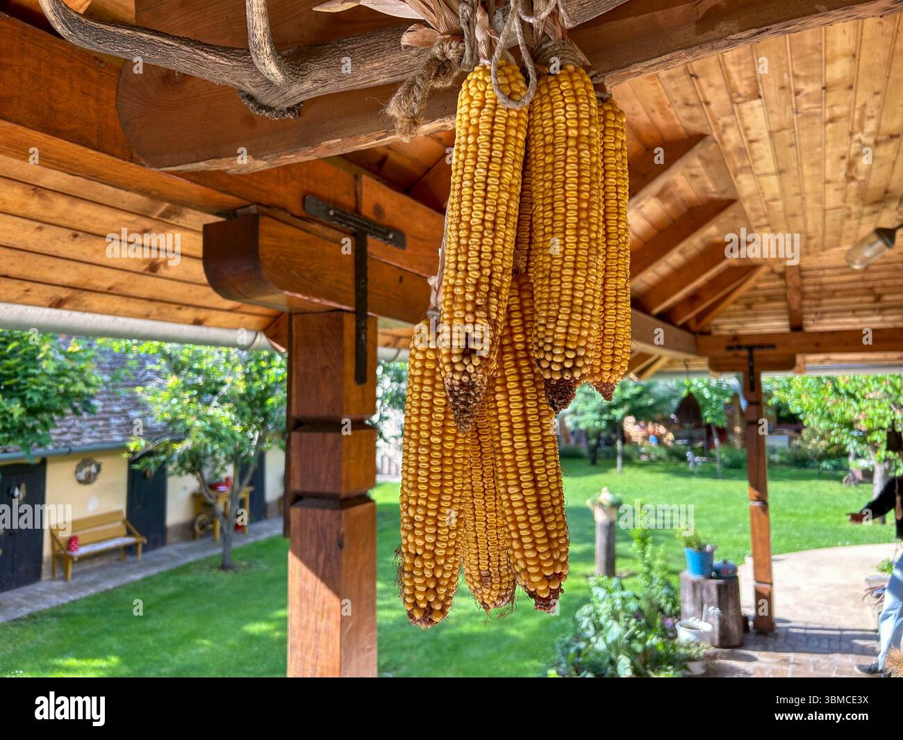 Bunch of dried corn cobs hanging from wooden beams on a rustic porch, with a green countryside backyard in the background, symbolizing harvest traditi - Smartphone Captured Stock Image