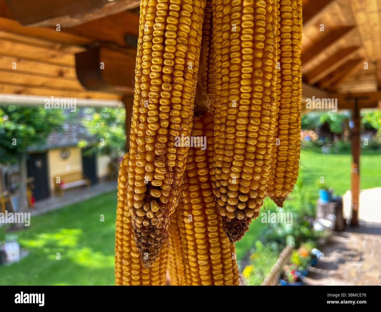 Close-up of dried yellow corn cobs hanging under a wooden roof on a sunny day, with a traditional rural backyard blurred in the background. - Smartphone Captured Stock Image