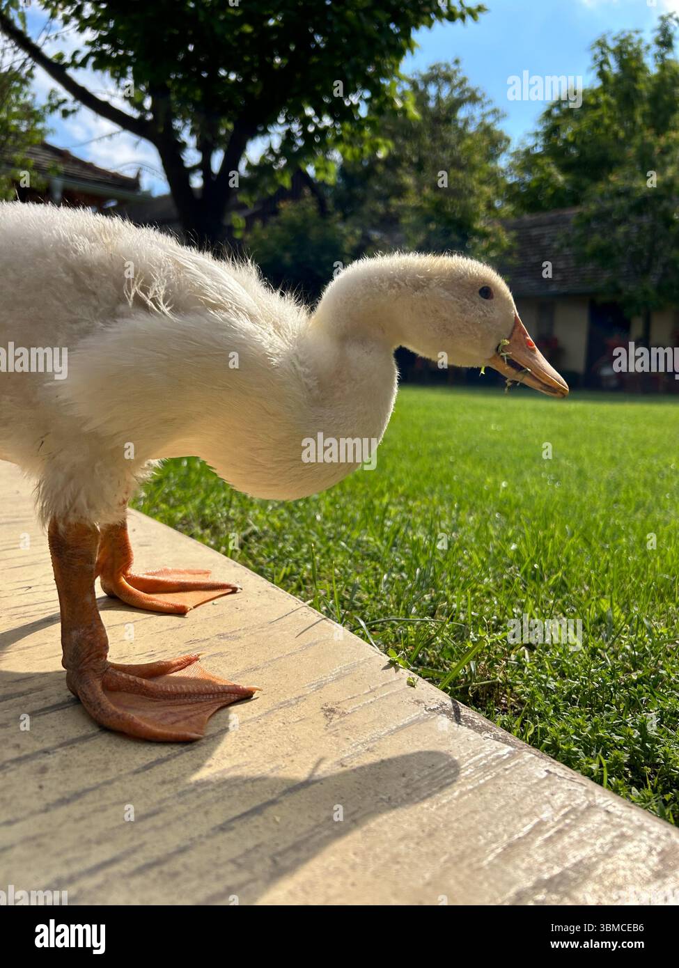 Young white duckling with orange webbed feet pecks at the grass on a sunny day in a peaceful backyard, surrounded by lush greenery and warm light. - Smartphone Captured Stock Image