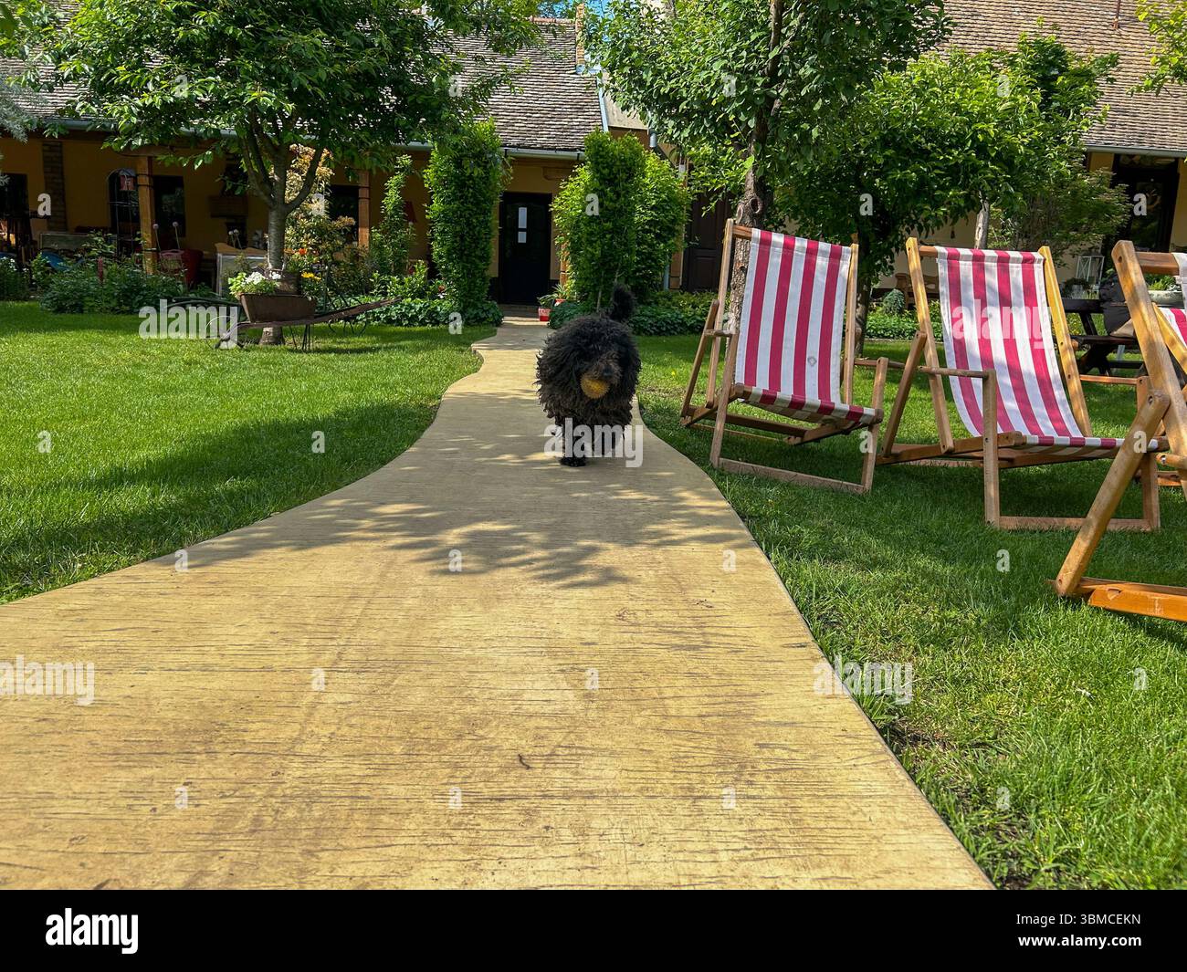 A curly black dog walking down a garden path with a yellow toy in its mouth, surrounded by green grass, striped deck chairs, and a charming rural back - Smartphone Captured Stock Image