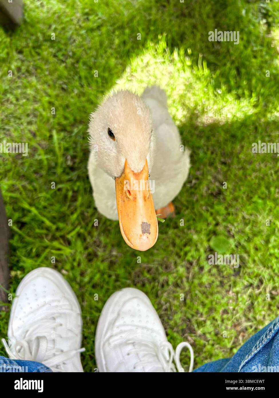 Adorable white duckling looking up between a pair of white sneakers on green grass, captured from a top-down perspective in natural daylight. - Smartphone Captured Stock Image