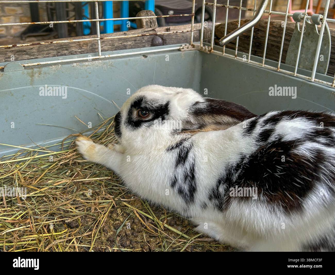 Close-up of a black and white spotted rabbit relaxing in a cage filled with hay. The calm and gentle animal is lying down, creating a peaceful and dom - Smartphone Captured Stock Image