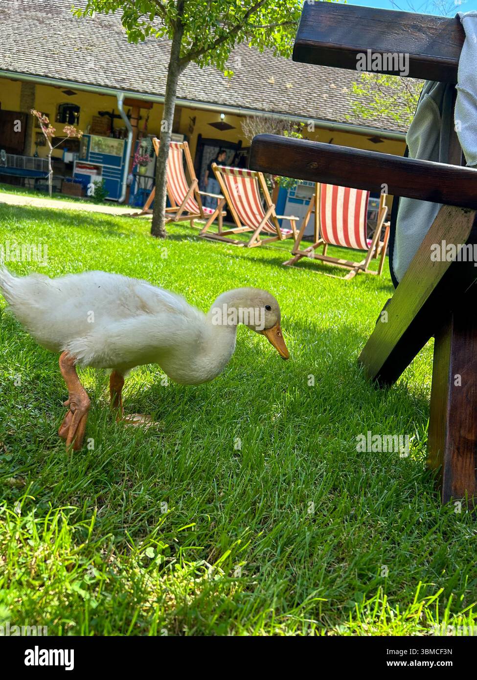 A curious young duckling walking on lush green grass in a sunny backyard, surrounded by wooden chairs and a rustic countryside atmosphere. - Smartphone Captured Stock Image