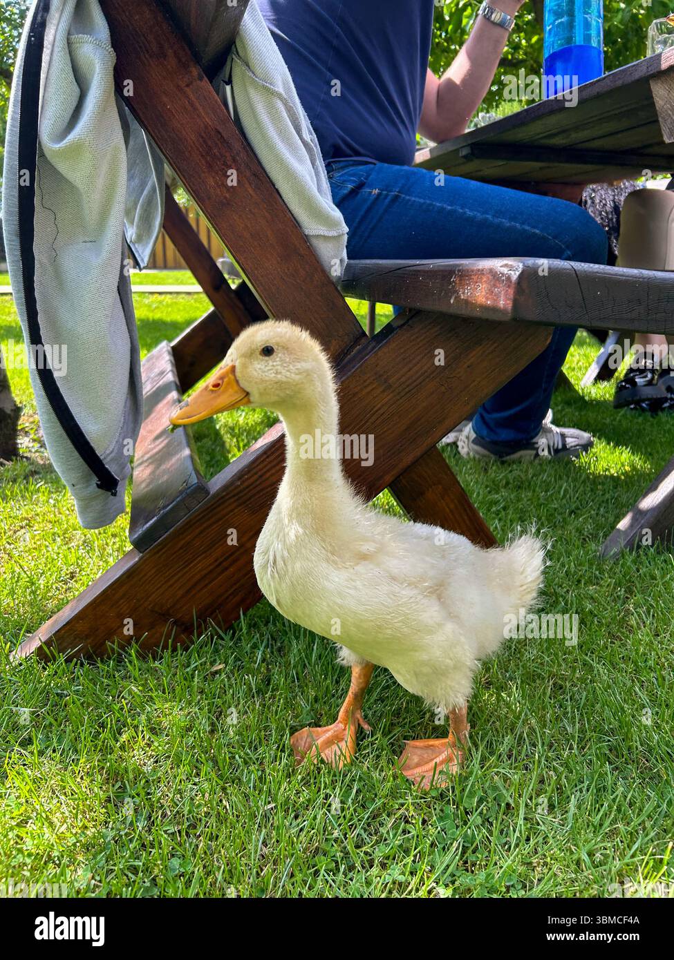 Young white duckling standing on green grass near a wooden picnic bench, surrounded by people enjoying a sunny day outdoors. - Smartphone Captured Stock Image