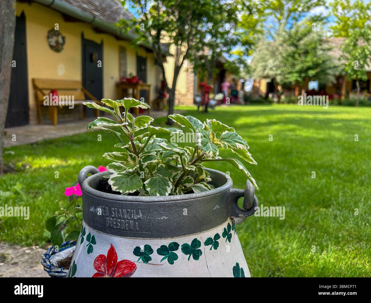 Close-up of a painted vintage milk can used as a flower planter, set in a charming green courtyard with traditional rural houses in the background. - Smartphone Captured Stock Image
