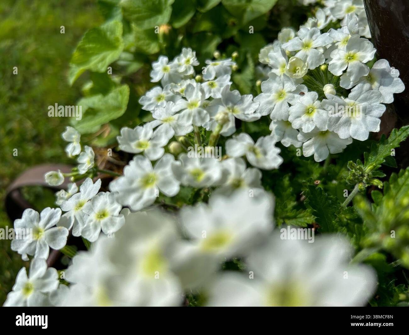 Close-up of small white flowers in full bloom with soft green leaves in the background, captured on a sunny day. Ideal for nature and gardening themes - Smartphone Captured Stock Image