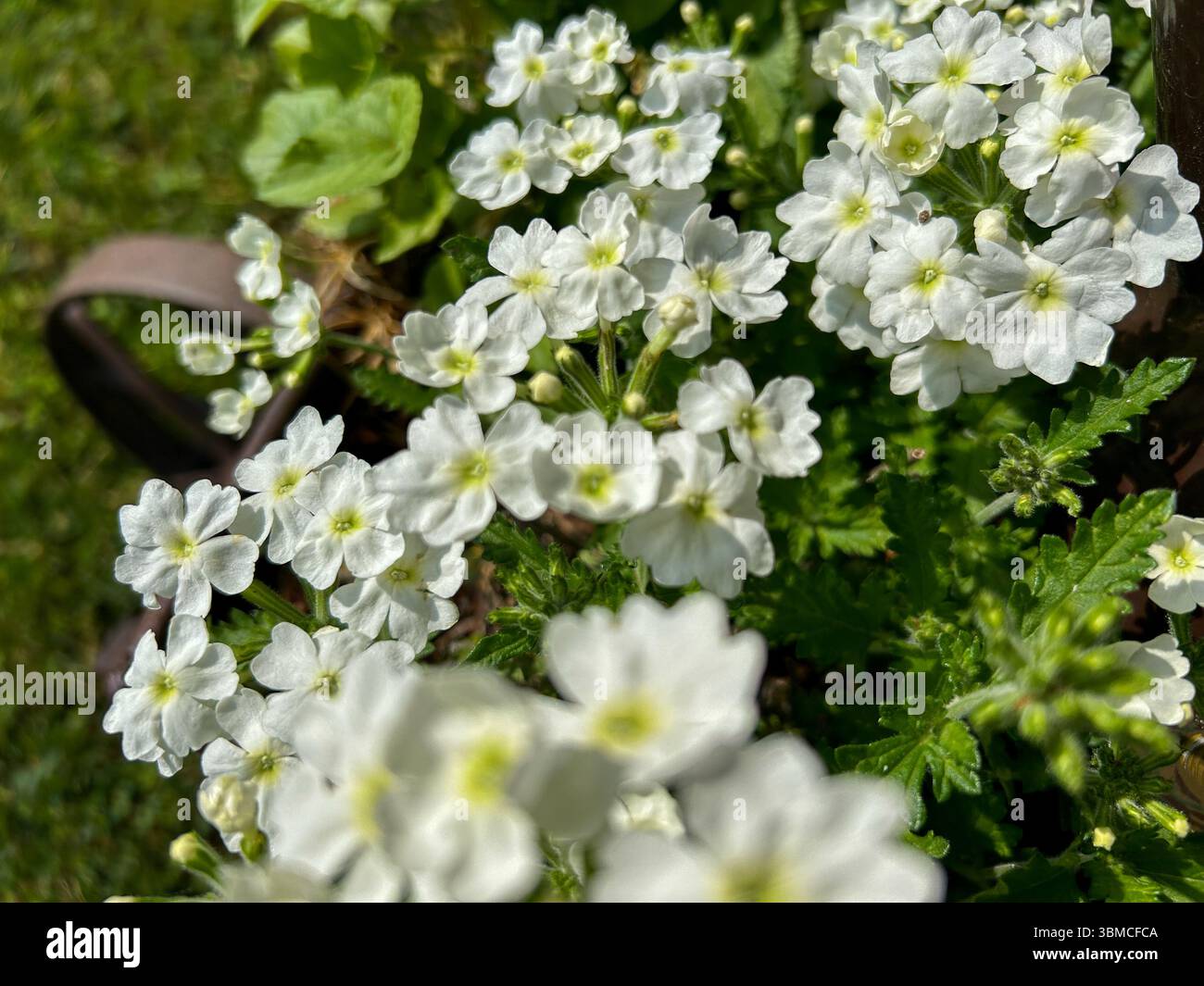 Macro shot of delicate white verbena flowers in full bloom, surrounded by green leaves, capturing the beauty of springtime in a garden setting. - Smartphone Captured Stock Image