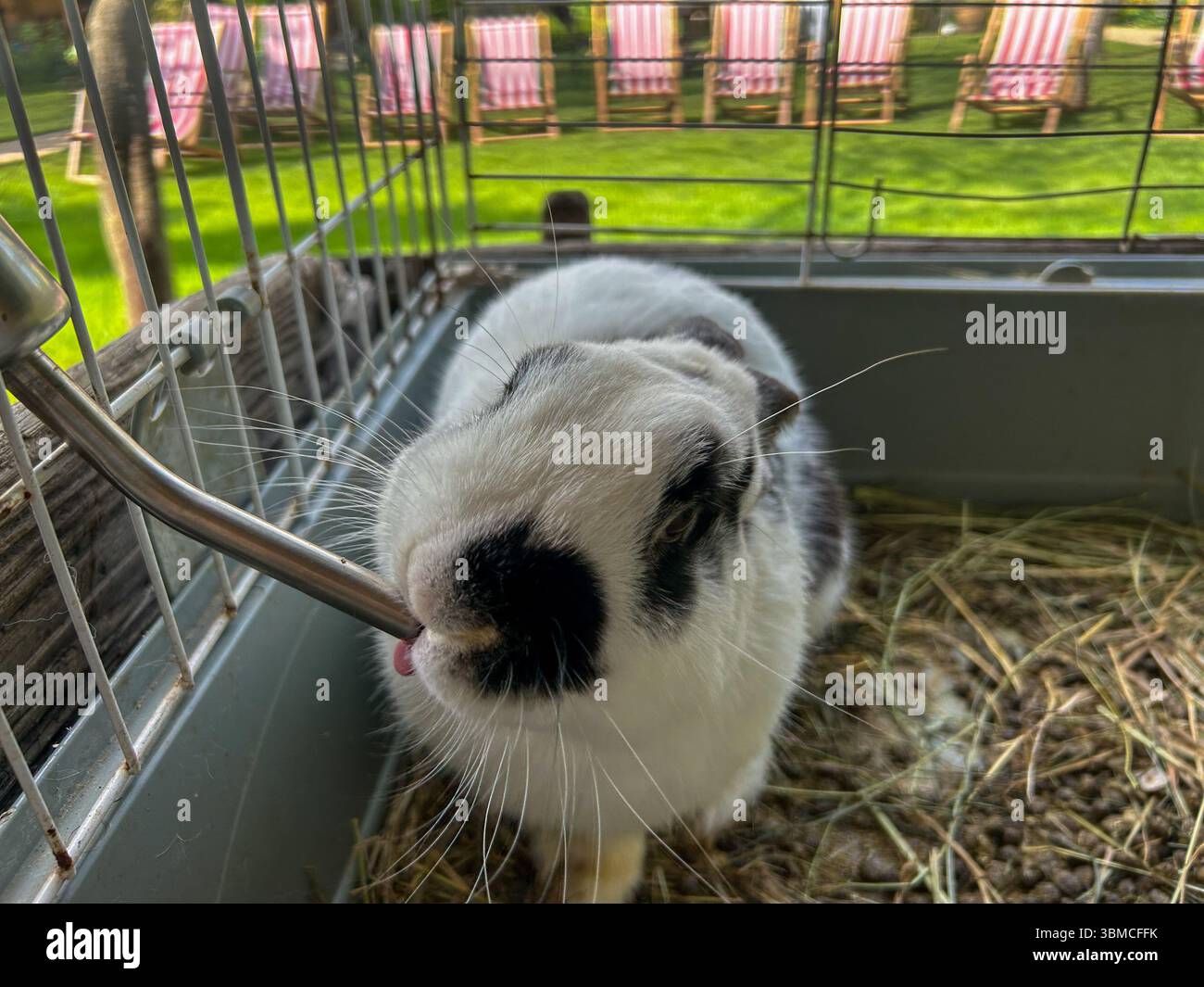 Adorable black and white rabbit drinking water from a bottle inside a cage. Close-up view with green grass and deck chairs in the background. - Smartphone Captured Stock Image