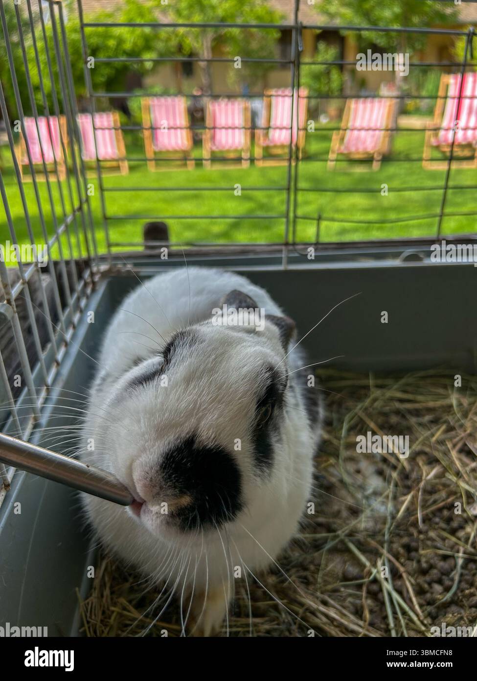 Close-up of an adorable black and white rabbit drinking from a water dispenser inside its cage, with a garden and pink deck chairs in the background. - Smartphone Captured Stock Image