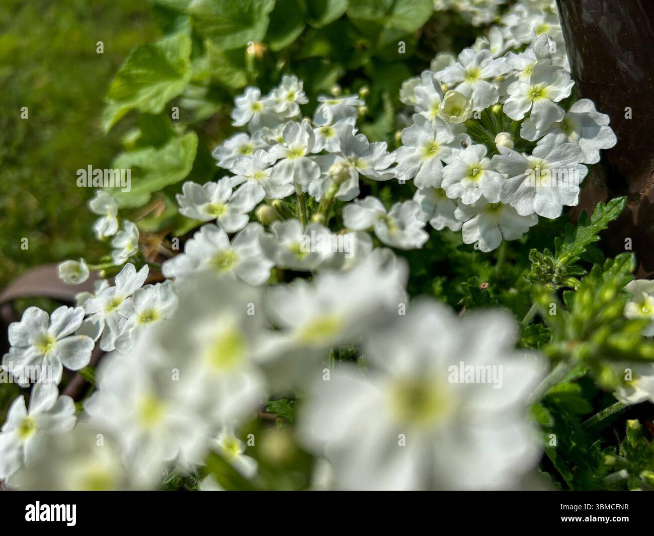 Close-up of delicate white wildflowers blooming in a lush green garden, captured in natural daylight with a soft focus effect. - Smartphone Captured Stock Image