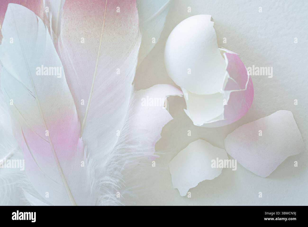 Soft pink feathers and eggshells on white background Stock Photo