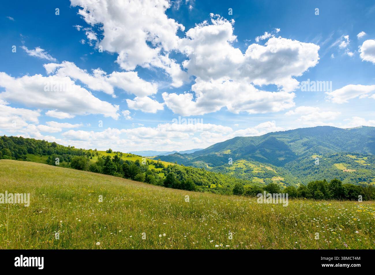 mountain landscape with wide meadow in summer. sky with fluffy clouds on a sunny afternoon. green grass on the pasture rolling through hills in countr Stock Photo