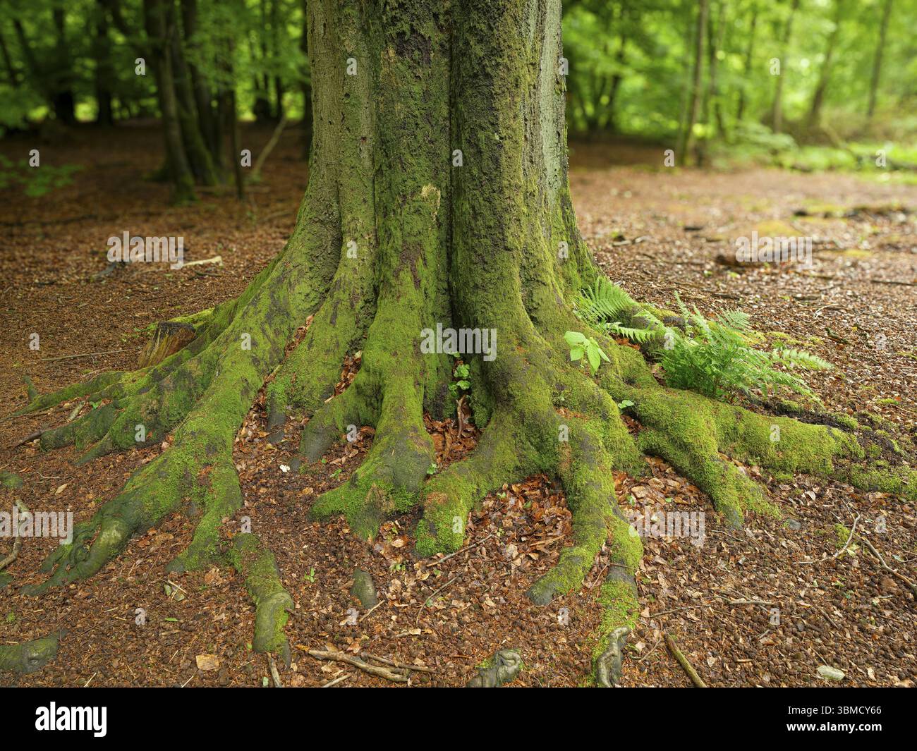 Moss-covered roots of a tree in the Sababurg primeval forest ...