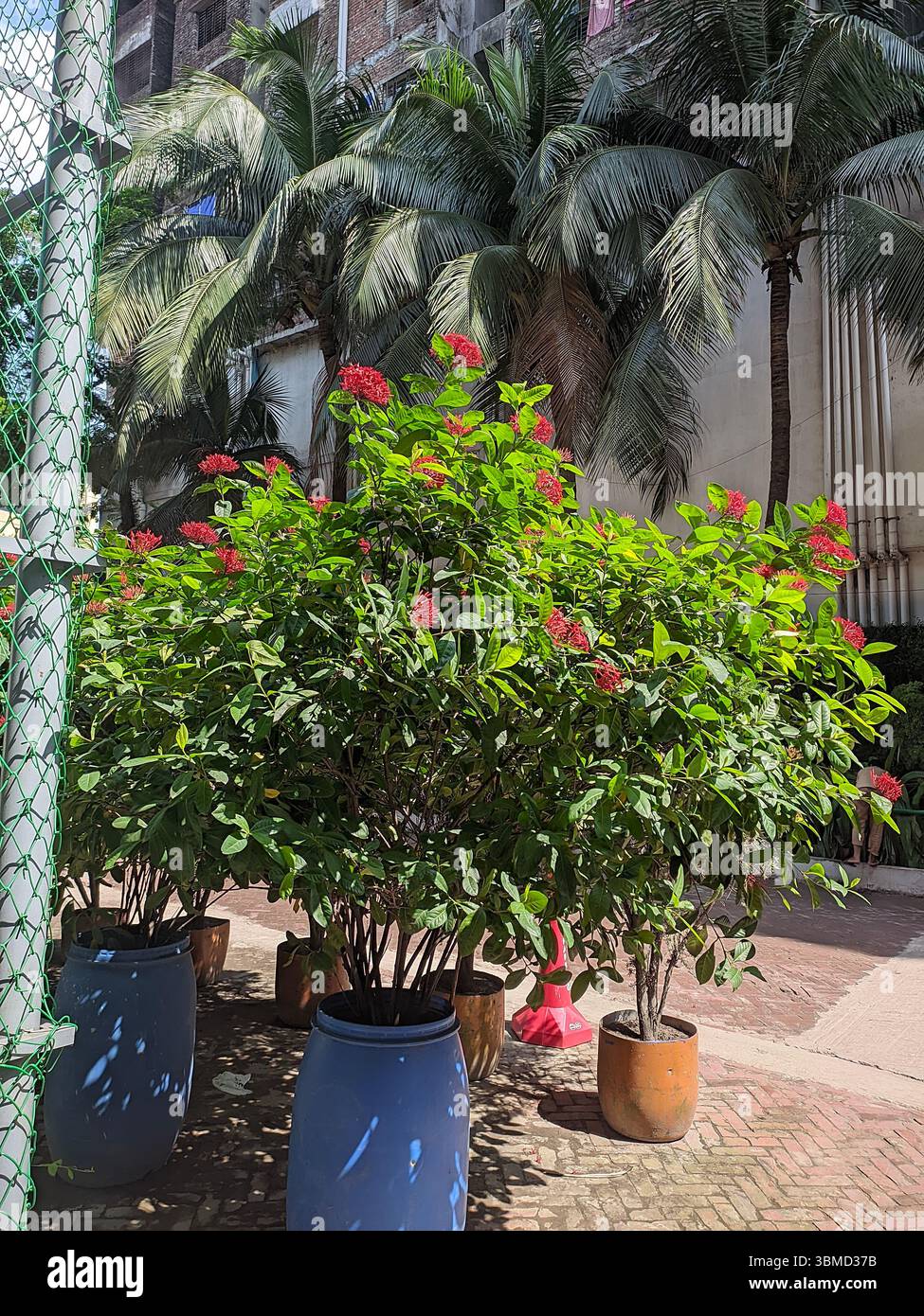 Red flowers on top at houses area - Smartphone Captured Stock Image