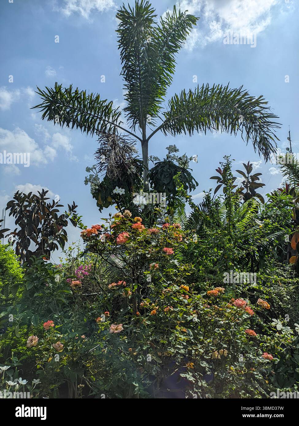 Flowers on the roof - Smartphone Captured Stock Image