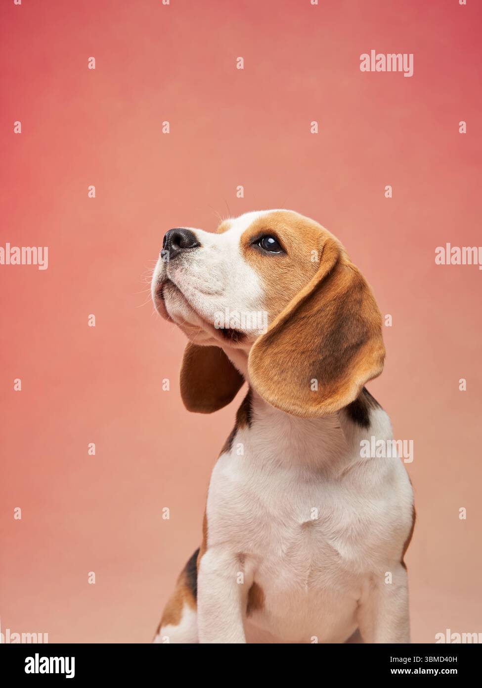 A beagle dog looks up attentively on a gradient backdrop, showcasing its alert and curious personality. The soft tones enhance the scene's calm and Stock Photo