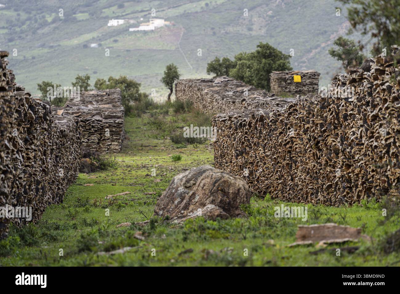 Cork collected in cork oak forests near Taida, Rift mountains, Morocco ...