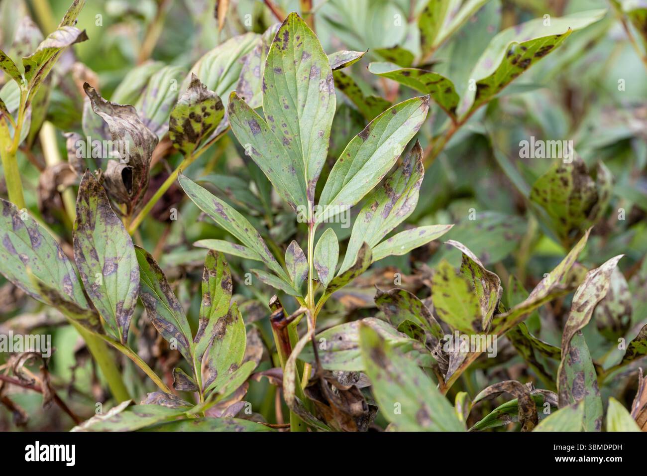 Brown rot of garden peonies. Leaves of a tree-like peony with signs of ...