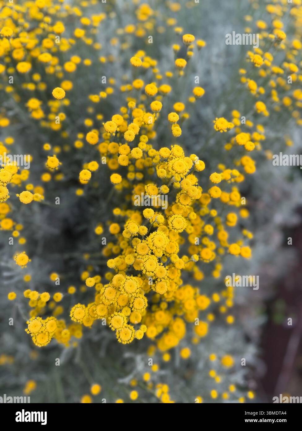 Flowers - Smartphone Captured Stock Image