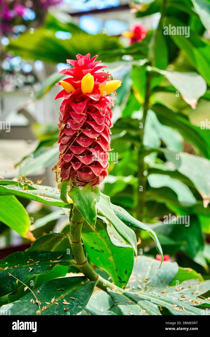 Costus barbatus, Spiral ginger, Red Ginger, Costus comosus, Invernadero del Palacio de Cristal, Crystal Palace Greenhouse, Arganzuela, Madrid, Spain Stock Photo
