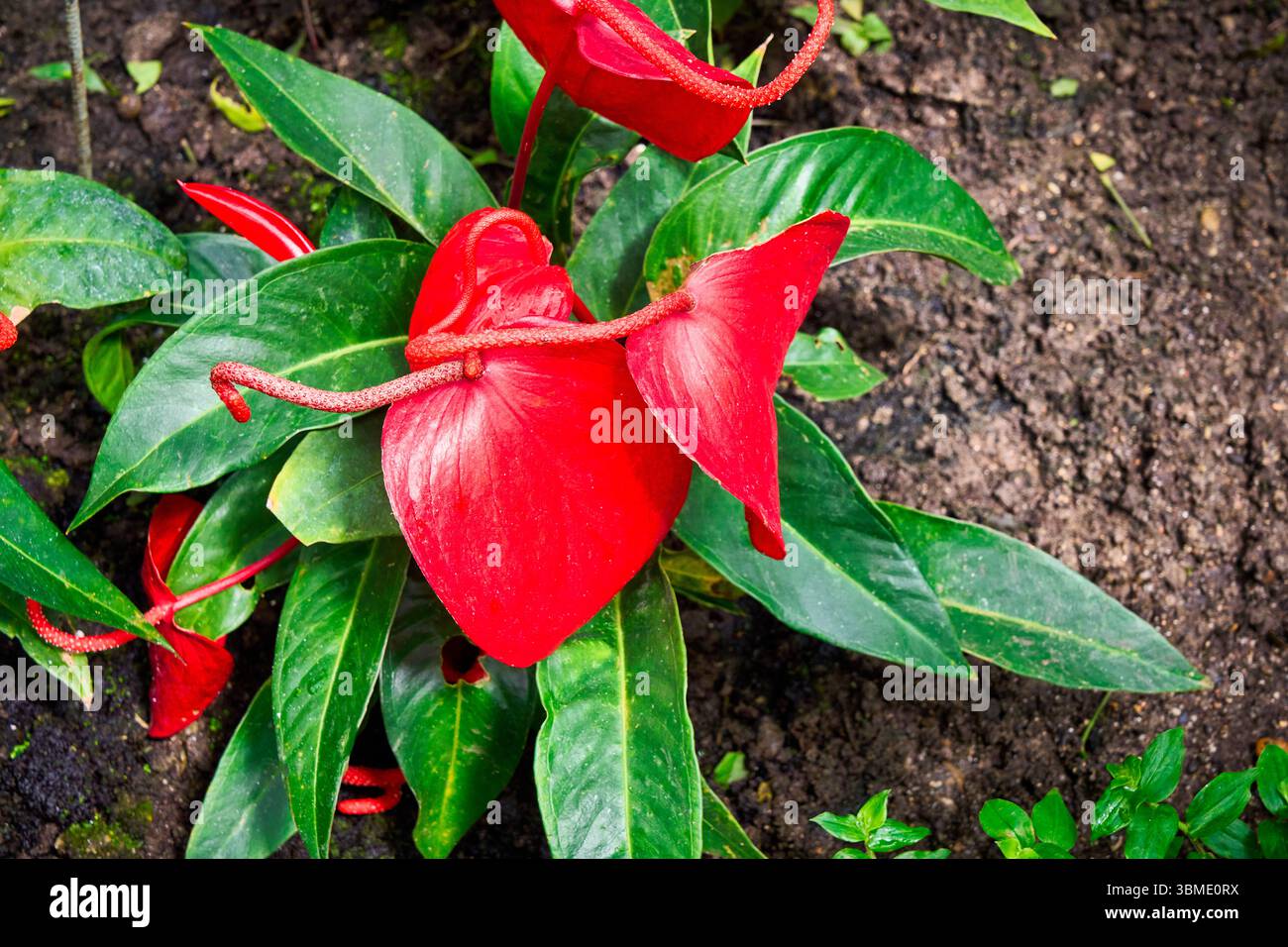 Araceae anthurium hi-res stock photography and images - Alamy