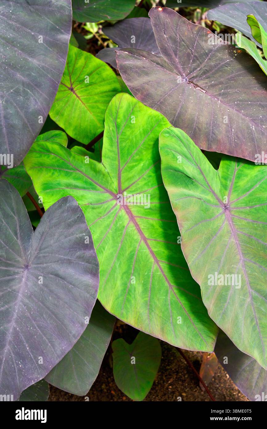 faux fig plant Fiddle Leaf Fig Bush Houseplant