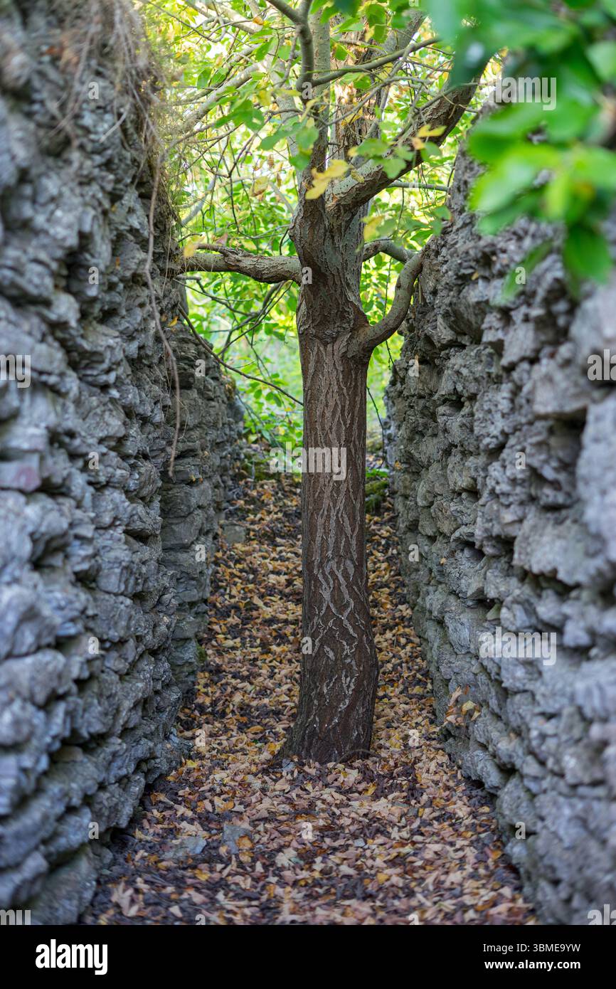Tree growing between two ancient stone walls in autumn Stock Photo - Alamy