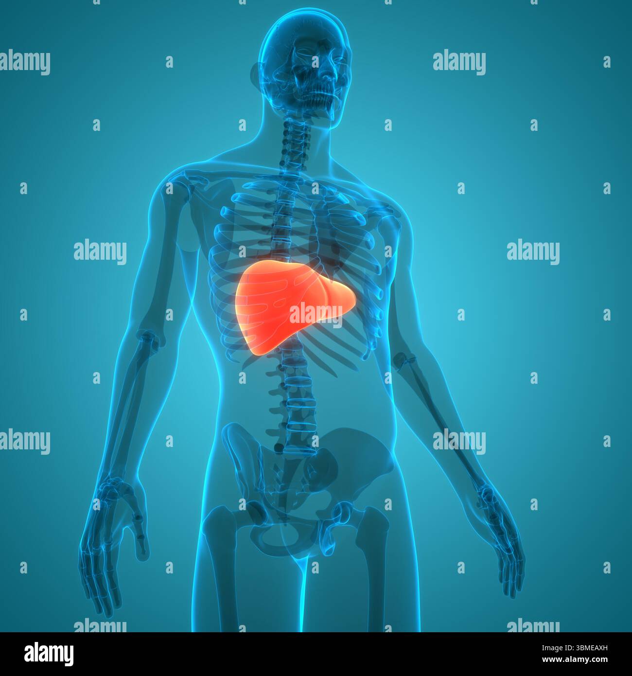 Human Internal Digestive Organ Liver Anatomy Stock Photo - Alamy