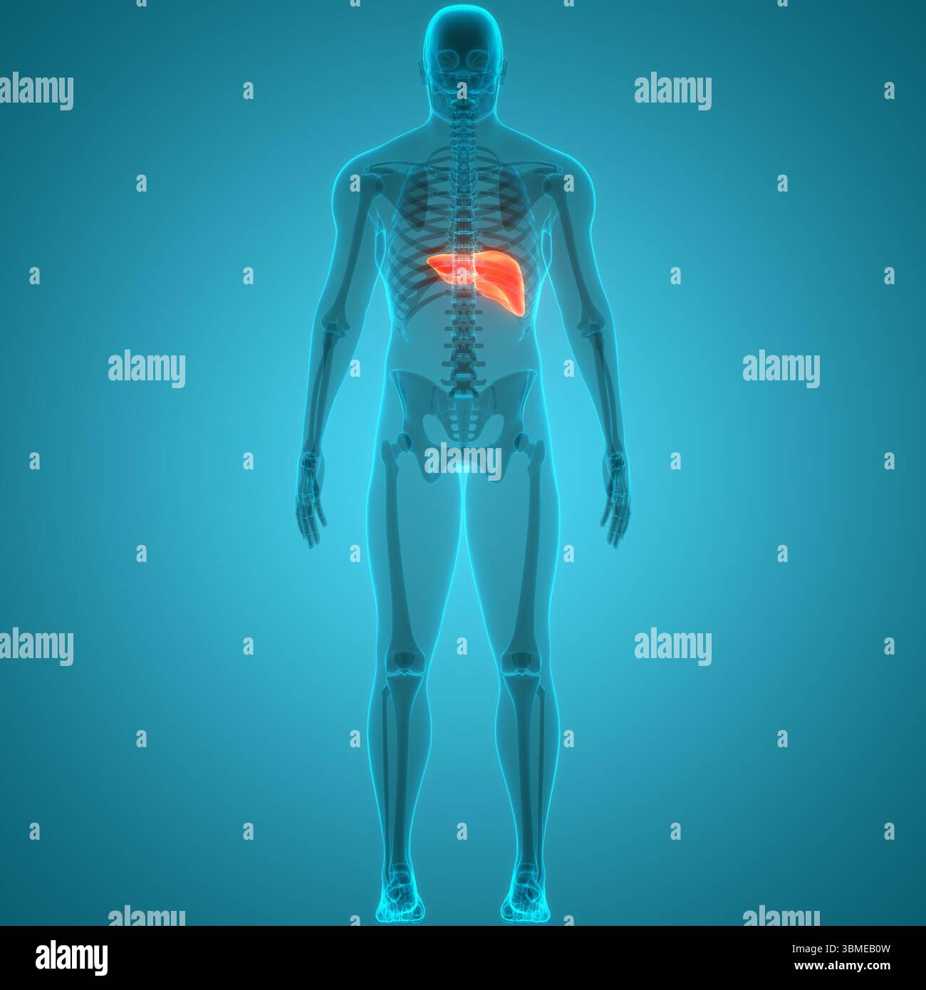 Human Internal Digestive Organ Liver Anatomy Stock Photo - Alamy
