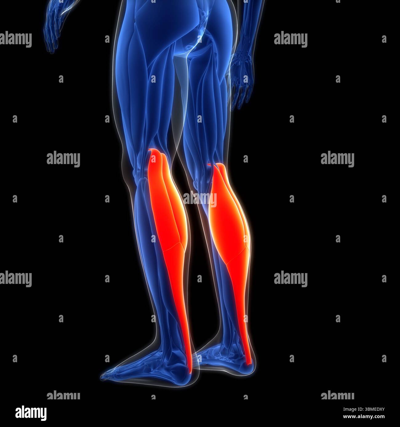 Human Muscular System Leg Muscles Gastrocnemius Muscles Anatomy Stock ...