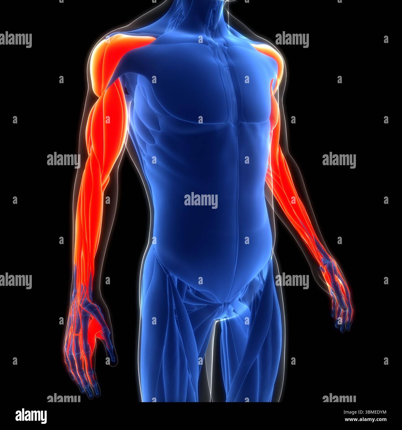 Human Muscular System Hand Muscles Anatomy Stock Photo - Alamy