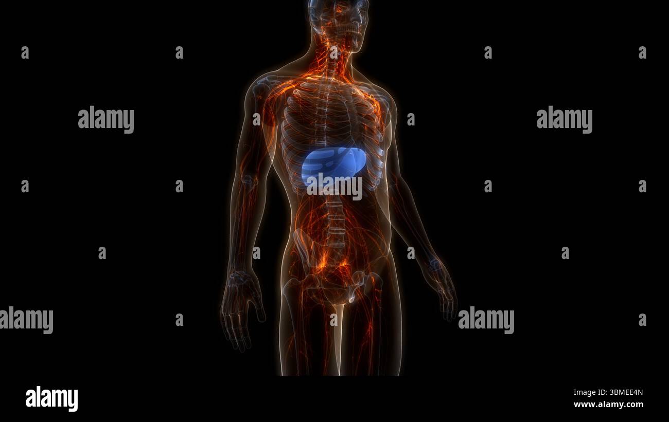 Human Internal Digestive Organ Liver Anatomy Stock Photo - Alamy