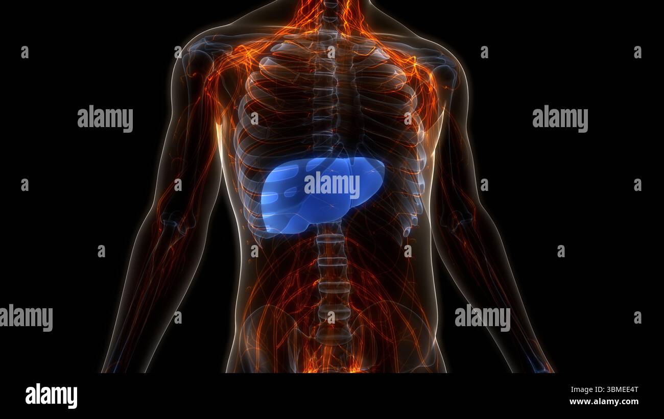 Human Internal Digestive Organ Liver Anatomy Stock Photo - Alamy