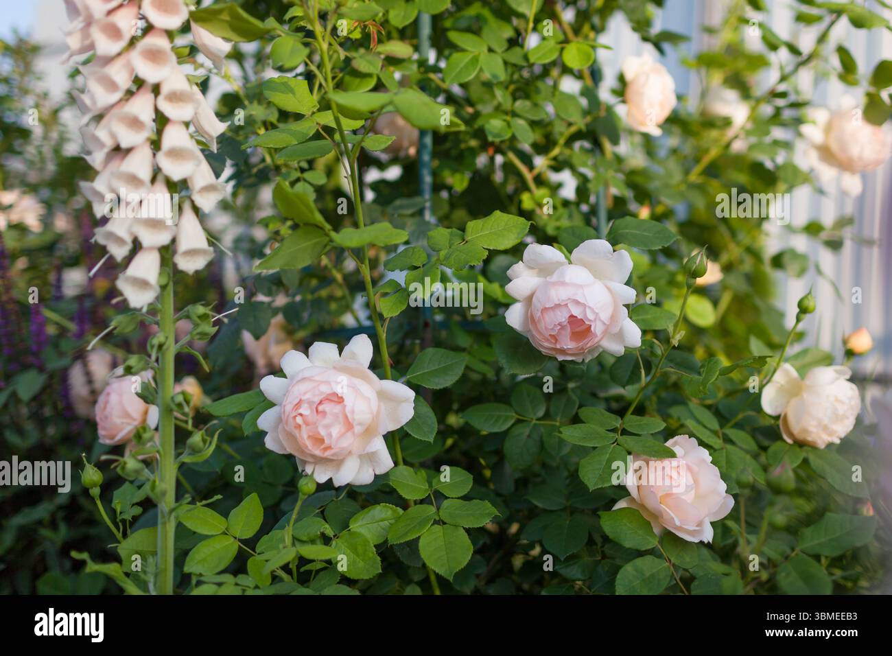 Wollerton Old Hall english roses blooming in summer garden at sunset