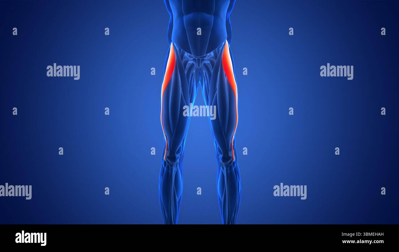 Human Muscular System Leg Muscles Tensor Fasciae Latae Muscles Anatomy Stock Photo