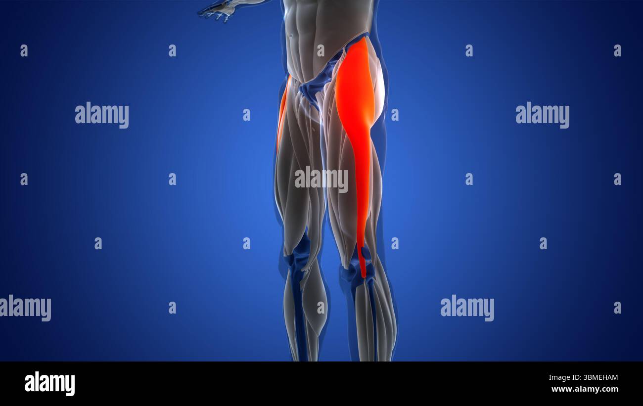 Tensor Musle Human Muscular System Leg Muscles Tensor Fasciae Latae Muscles Anatomy ...