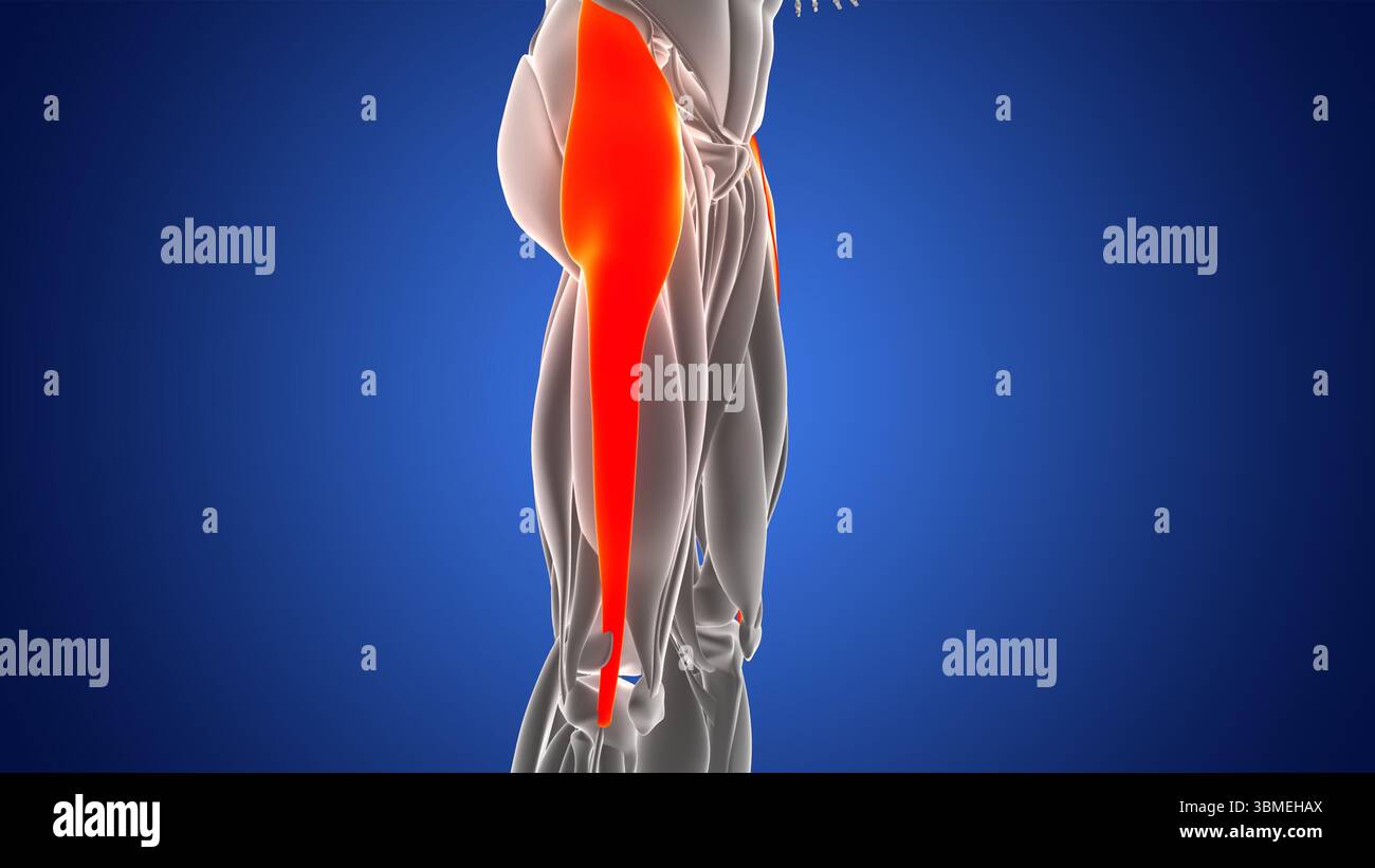 Tensor Musle Human Muscular System Leg Muscles Tensor Fasciae Latae Muscles Anatomy ...
