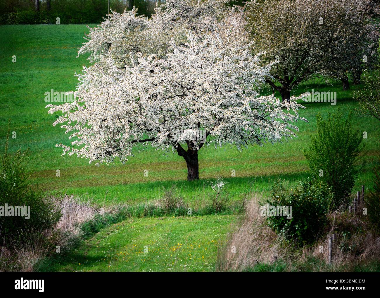 Spring scenic with a white  flowering cherry tree Stock Photo