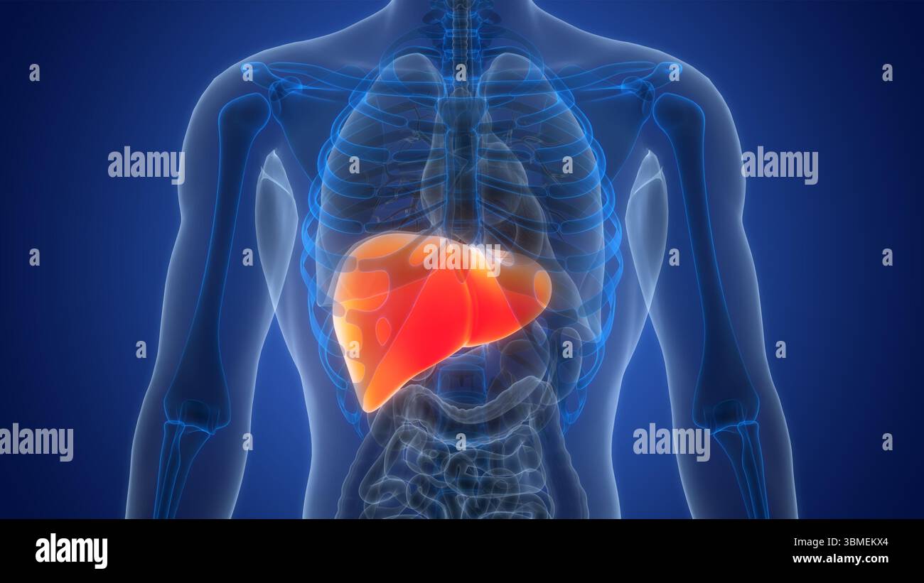Human Internal Digestive Organ Liver Anatomy Stock Photo - Alamy